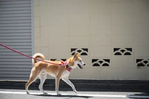 Voyager-avec-Son-Chien-à-dubai