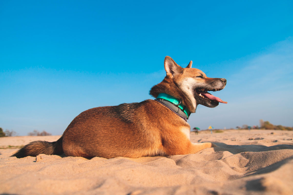 Voyager-avec-Son-Chien