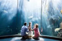 Aquarium de Dubaï : Visite, espèces marines, horaires et prix