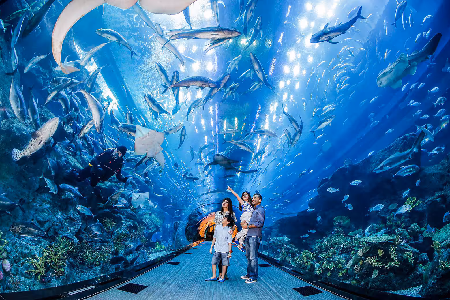 aquarium dubai mall