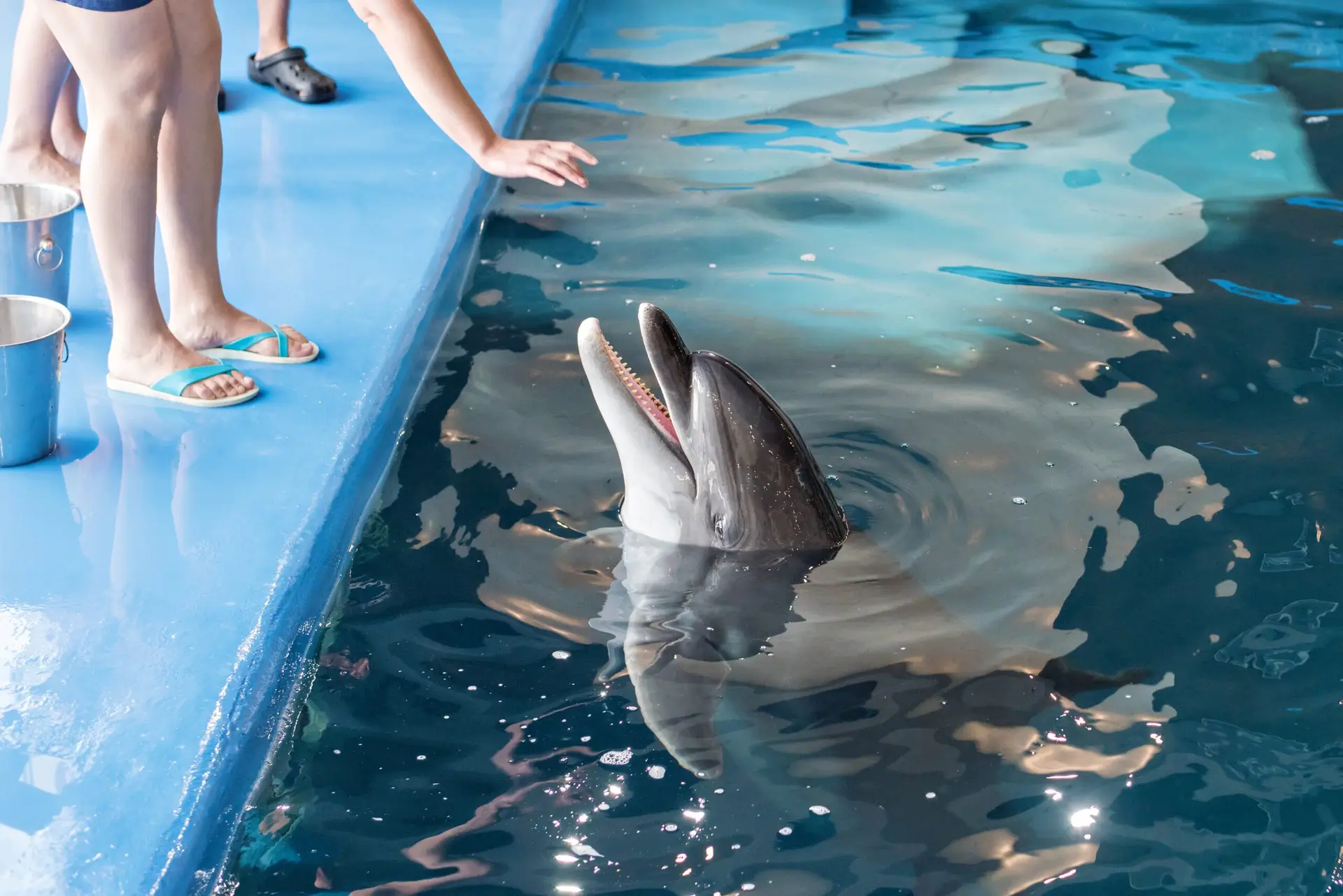 Spectacles au Dubai Dolphinarium avec dauphins et otaries